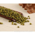 Mung Bean Vs Green Bean